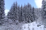 Смереки по пути на г.Петрос, 1 февраля 2010