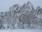 IMG_7763
