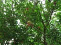 izobrazhenie-kiev-06.2014-914
