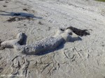DSCF6985