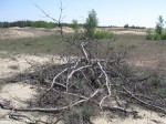 Izobrazhenie367