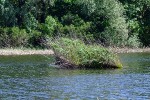 Плавающий остров с камышами