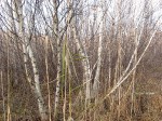 IMG_3985