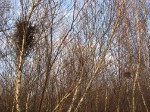 IMG_3986