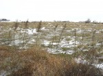 IMG_7797