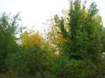 Осень в Никольском